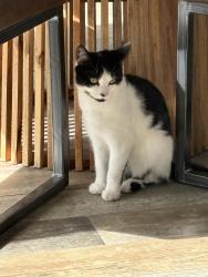 Found/Stray Unknown Cat last seen Near bishops castle way, Gloucestershire, England GL1 4DP