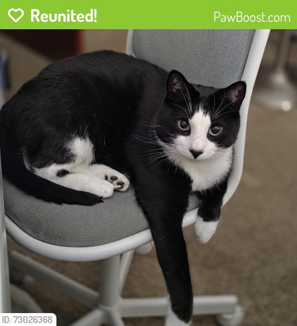 Reunited Male Cat last seen E Spruce St and Center st, Bethlehem, PA 18018