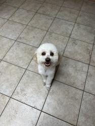 Reunited Male Dog last seen Near Chardonnay Dr, Apple Valley, CA 92308, USA, Apple Valley, CA 92308