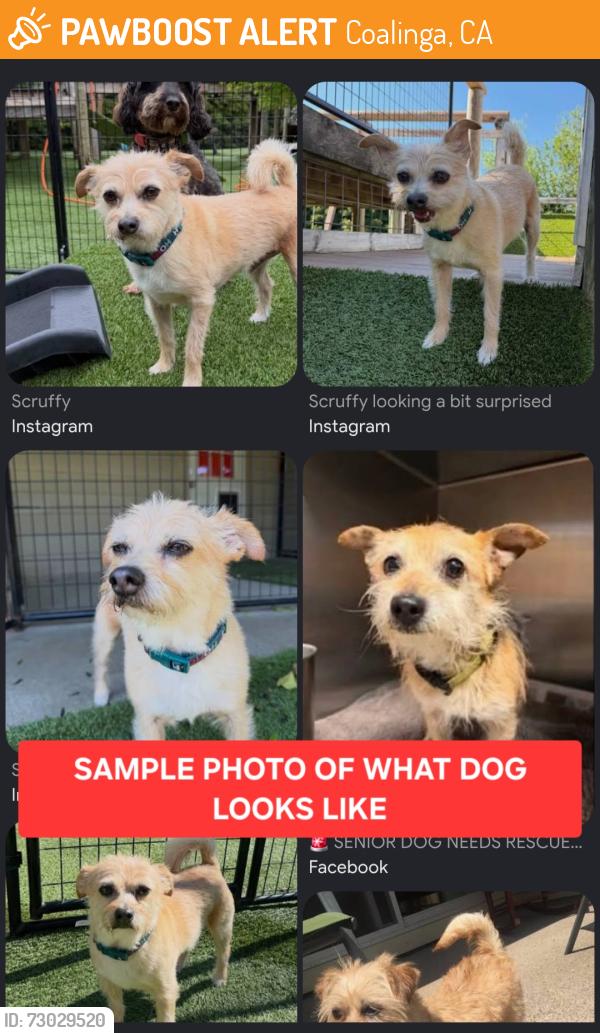 Found/Stray Unknown Dog last seen Arco Gas Station, Coalinga, CA 93210