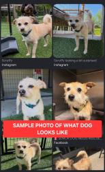 Found/Stray Unknown Dog last seen Arco Gas Station, Coalinga, CA 93210