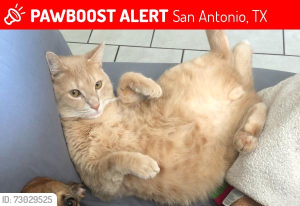 Lost Male Cat last seen Phil hardberger park, San Antonio, TX 78213