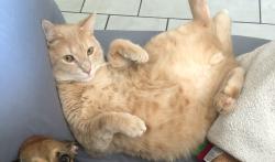 Lost Male Cat last seen Phil hardberger park, San Antonio, TX 78213