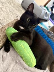 Lost Female Cat last seen Independence Park - Calle Santiago & Valencia Loop, Chula Vista, CA 91910