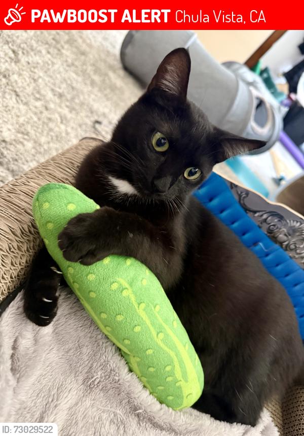Lost Female Cat last seen Independence Park - Calle Santiago & Valencia Loop, Chula Vista, CA 91910