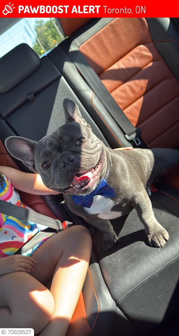 Lost Male Dog last seen Brownville ave , Toronto, ON 