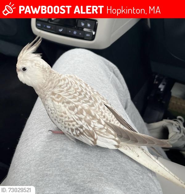 Lost Female Bird last seen Legacy Farms North Phase3 community, Weston Nurseries , Hopkinton, MA 01748