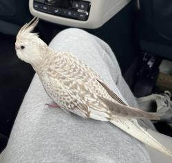Lost Female Bird last seen Legacy Farms North Phase3 community, Weston Nurseries , Hopkinton, MA 01748