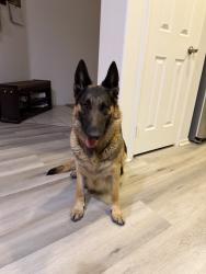 Reunited Female Dog last seen Near Bear Valley Rd, Hesperia, CA 92345, USA, Hesperia, CA 92345