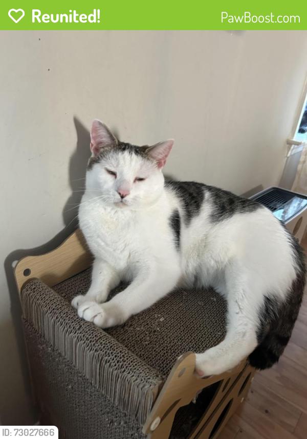 Reunited Male Cat last seen Hunters Crossing, Fayetteville, NC 28314