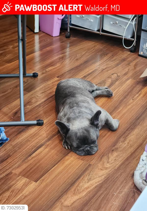 Lost Unknown Dog last seen Ironwood and Janice Place, Waldorf, MD 20601