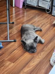 Lost Unknown Dog last seen Ironwood and Janice Place, Waldorf, MD 20601