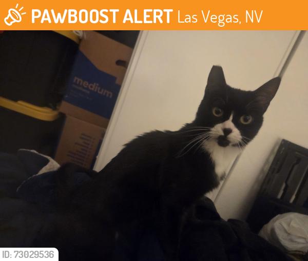 Found/Stray Male Cat last seen Kell ln, North Nellis Blvd, Las Vegas, NV 89115