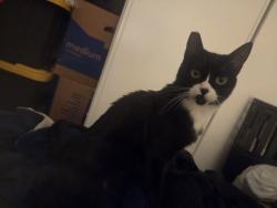 Found/Stray Male Cat last seen Kell ln, North Nellis Blvd, Las Vegas, NV 89115