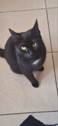 Lost Female Cat last seen Kiln place London, close to Gospel Oak station, Greater London, England NW5