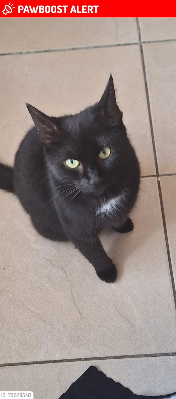 Lost Female Cat last seen Kiln place London, close to Gospel Oak station, Greater London, England NW5