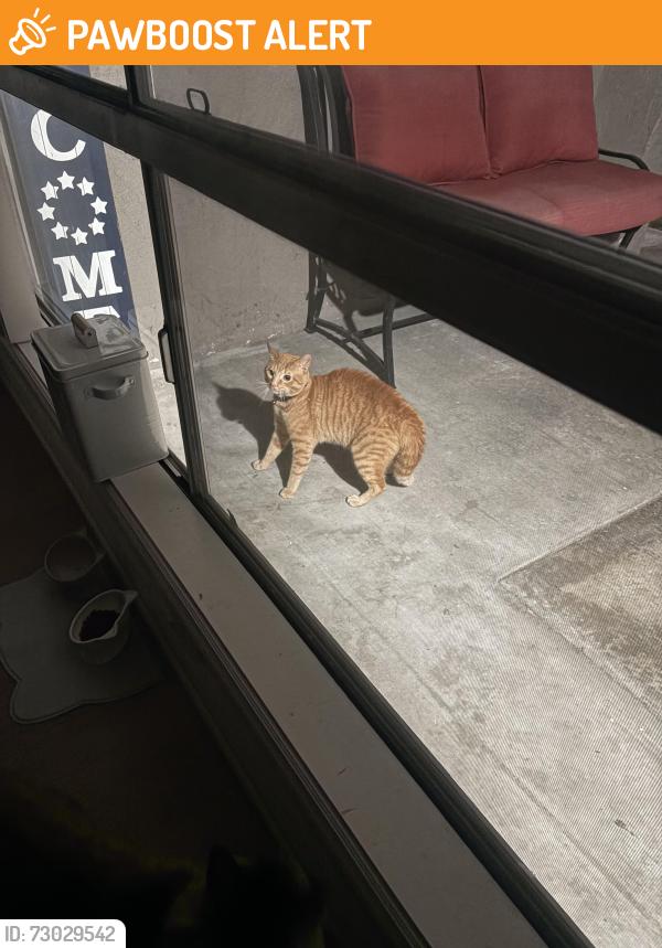 Found/Stray Unknown Cat last seen Kona Drive , Huntington Beach, CA 92649