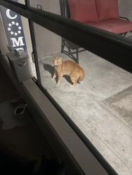 Found/Stray Unknown Cat last seen Kona Drive , Huntington Beach, CA 92649
