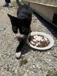 Found/Stray Female Cat last seen JetBlue Park, Fort Myers, FL 33913