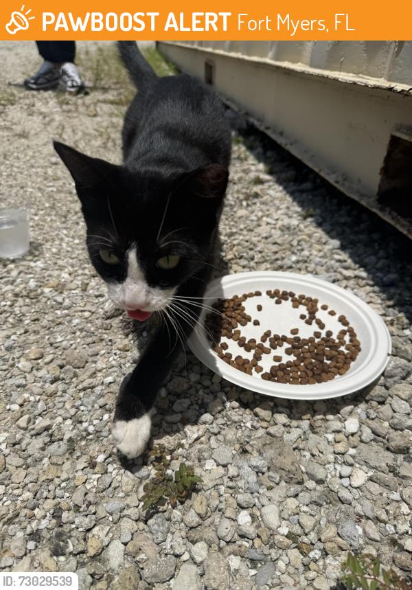 Found/Stray Female Cat last seen JetBlue Park, Fort Myers, FL 33913