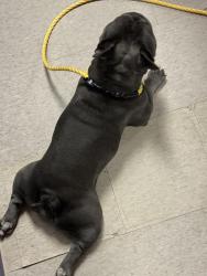 Found/Stray Male Dog last seen Jane and eglington, Toronto, ON 