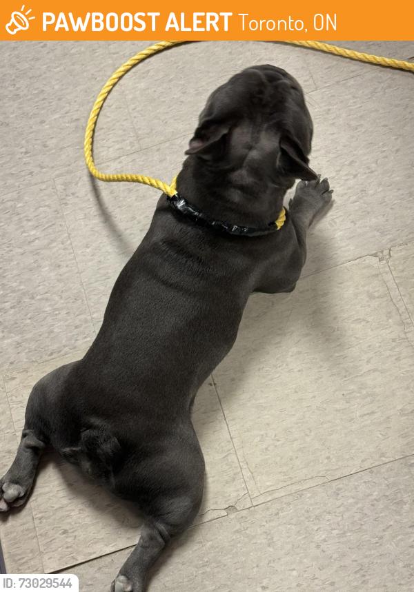 Found/Stray Male Dog last seen Jane and eglington, Toronto, ON 