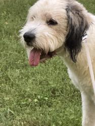 Lost Male Dog last seen Kiefer Ln, Amerine Rd, Sevierville Rd, Asbury, Maryville, TN 37804