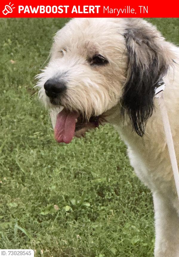 Lost Male Dog last seen Kiefer Ln, Amerine Rd, Sevierville Rd, Asbury, Maryville, TN 37804