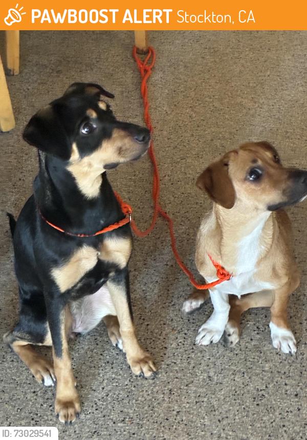 Found/Stray Female Dog last seen Manchester & S Tuxedo Ave, Stockton, CA 95204, Stockton, CA 95204