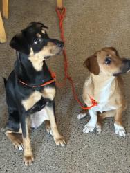 Found/Stray Female Dog last seen Manchester & S Tuxedo Ave, Stockton, CA 95204, Stockton, CA 95204