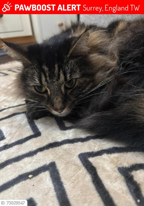 Lost Male Cat last seen Martingale , Surrey, England TW16