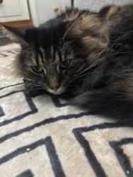 Lost Male Cat last seen Martingale , Surrey, England TW16