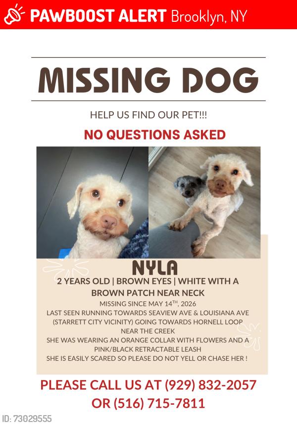 Lost Female Dog last seen Be’er Hagolah Institute near the creek , Brooklyn, NY 11239