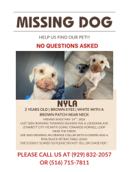 Lost Female Dog last seen Be’er Hagolah Institute near the creek , Brooklyn, NY 11239