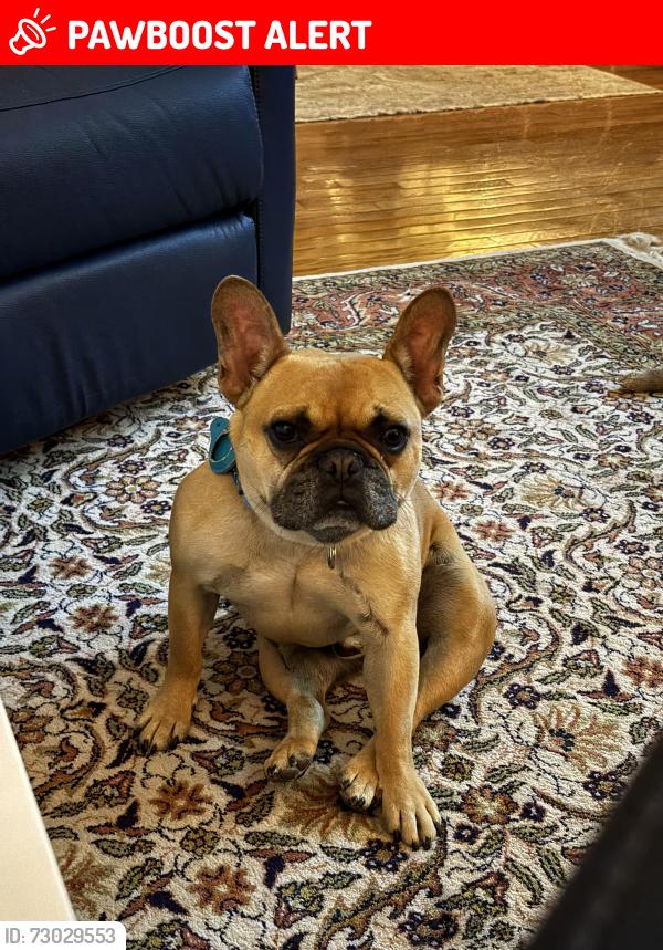 Lost Male Dog last seen Fresh ponds and Davidson mills road, Monroe Township, NJ 08831