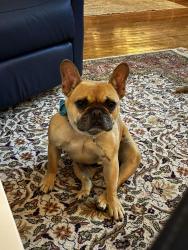 Lost Male Dog last seen Fresh ponds and Davidson mills road, Monroe Township, NJ 08831
