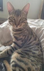 Lost Male Cat last seen Lullington road, Greater London, England RM9