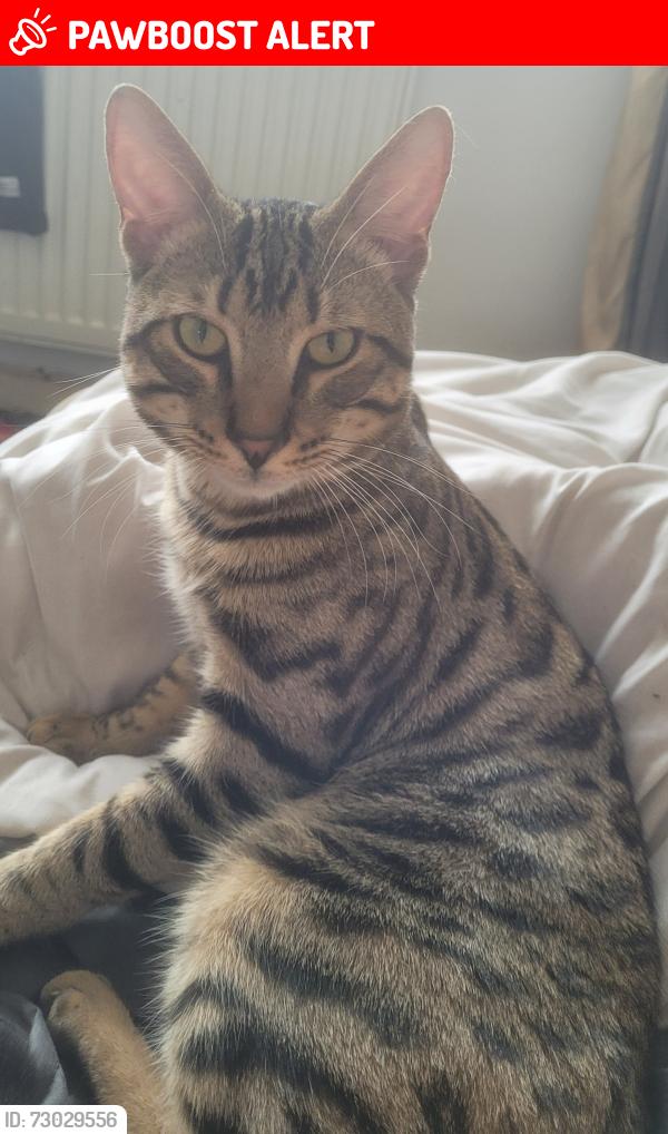 Lost Male Cat last seen Lullington road, Greater London, England RM9