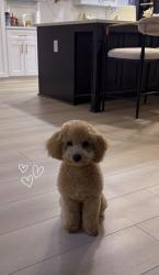 Lost Male Dog last seen Near Coachman Ln, Duluth, GA 30096
