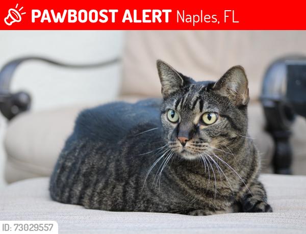 Lost Female Cat last seen 10th and 14th ave n, Naples, FL 34102