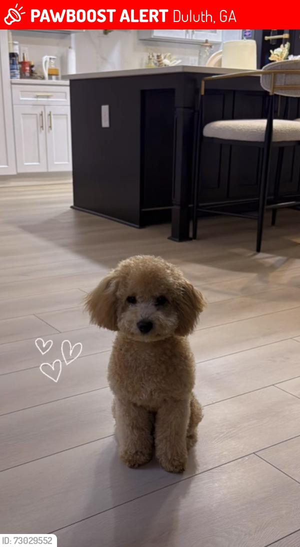 Lost Male Dog last seen Near Coachman Ln, Duluth, GA 30096