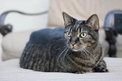 Lost Female Cat last seen 10th and 14th ave n, Naples, FL 34102