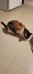 Reunited Female Cat last seen Near hses from Papa John's on Hanover st or back alley behind papa johns, Carlisle, PA 17013