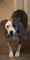 Reunited Female Dog last seen West Thunder Cloud and Ellsworth , Queen Creek, AZ 85242