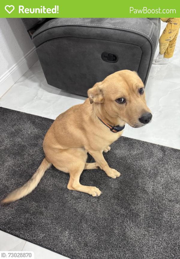 Reunited Male Dog last seen Ashley Dr. SE. going towards SR-20, Rockdale County, GA 30094