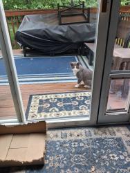 Found/Stray Unknown Cat last seen 11 mile Halstead, Farmington Hills, MI 48331