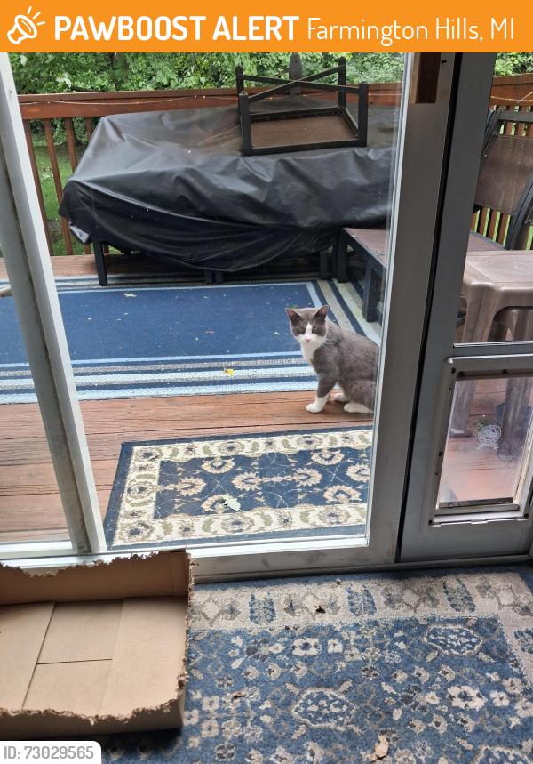 Found/Stray Unknown Cat last seen 11 mile Halstead, Farmington Hills, MI 48331