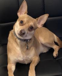 Lost Male Dog last seen circle stone , Redan, GA 30088