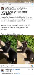 Found/Stray Male Cat last seen Ridgeview, Allen, TX 75013