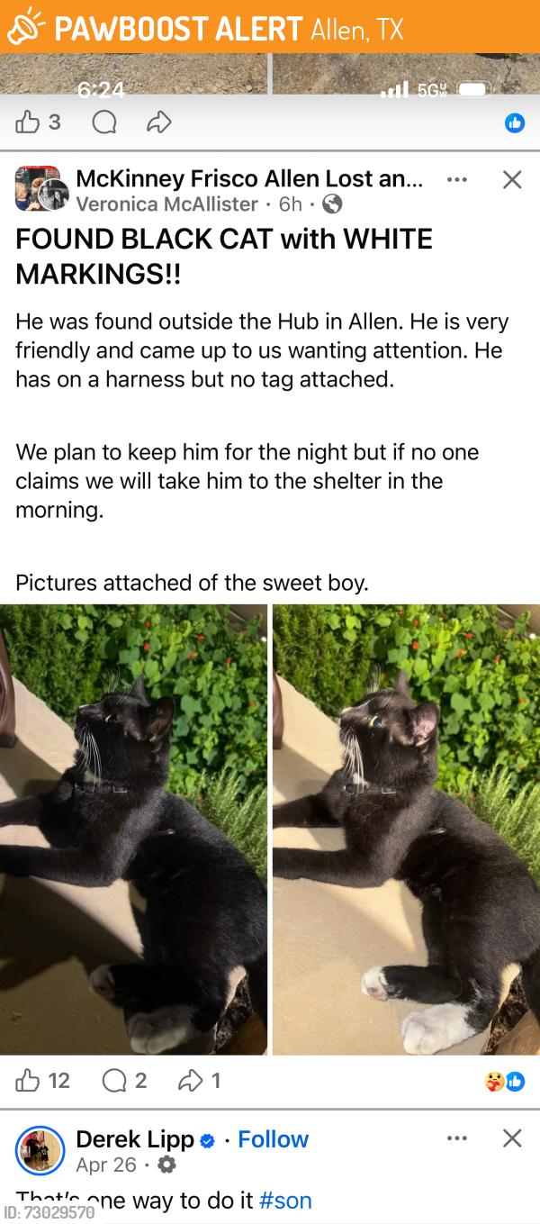 Found/Stray Male Cat last seen Ridgeview, Allen, TX 75013